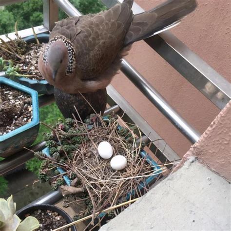 如何趕走鳥巢|珠頸斑鳩到冷氣機頂便溺或築巢易傳惡菌！專家教呢招。